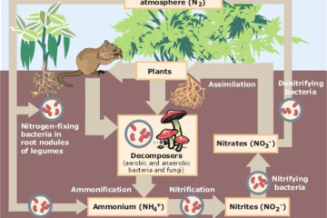 Nitrogen_Cycle