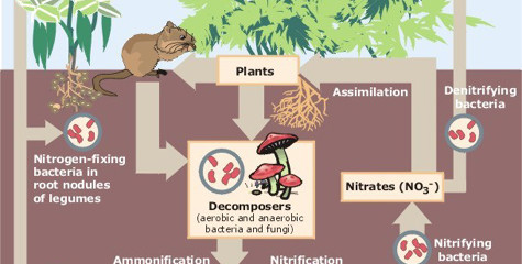 Nitrogen_Cycle