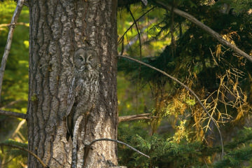 animal-camouflage-owl