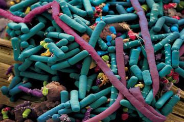 intestinal_bacteria