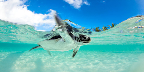 Endangered Baby Green Sea Turtle