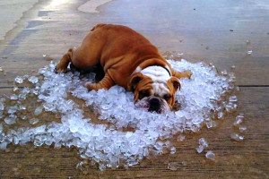 Bulldog-on-ice