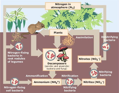 Nitrogen_Cycle