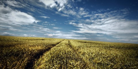 Wheat-crop