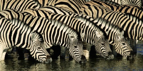 Zebra