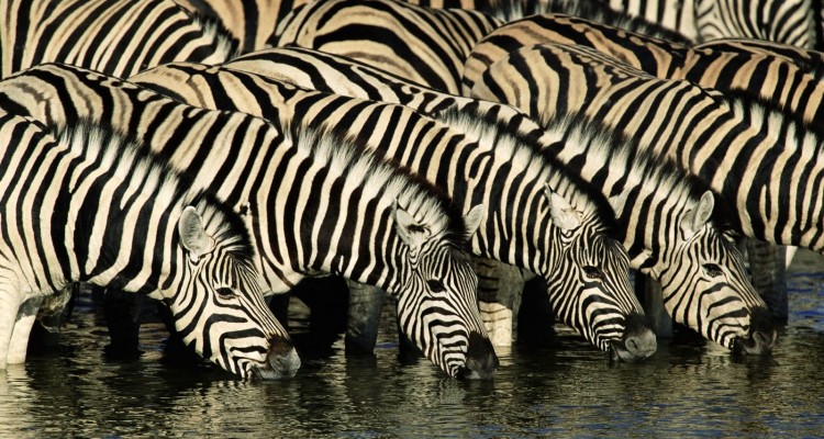 Zebra