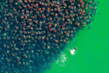 devil rays