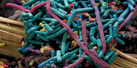 intestinal_bacteria