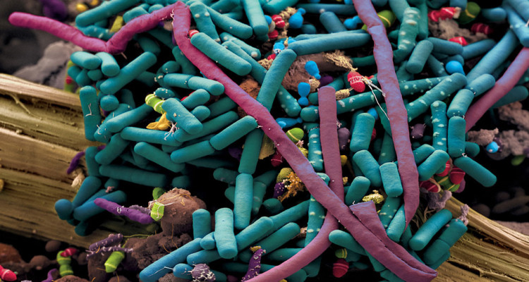 intestinal_bacteria