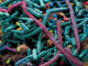 intestinal_bacteria