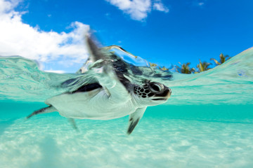 Endangered Baby Green Sea Turtle