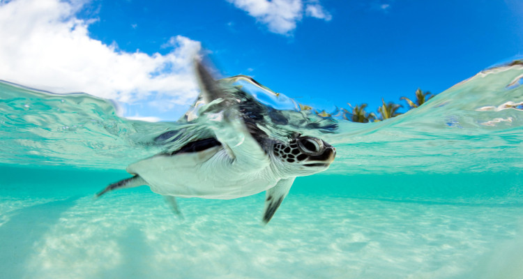 Endangered Baby Green Sea Turtle