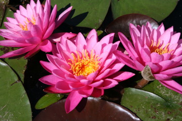 waterlilies