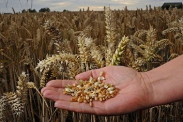 wheat_in_hand