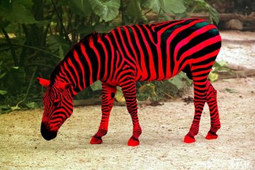 zebra red