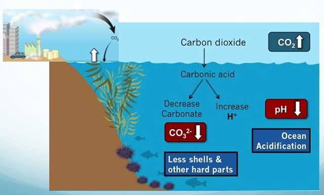 What Is Ocean Acidification