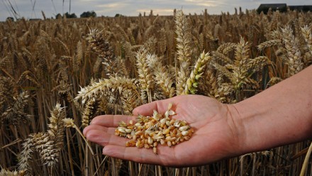 wheat_in_hand